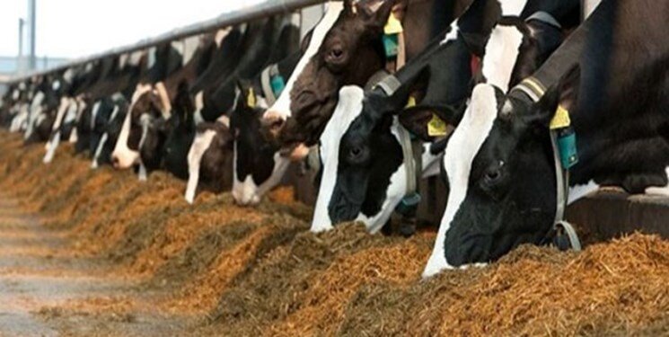 زیان ۲هزار تومانی دامداران در فروش هر کیلو شیرخام