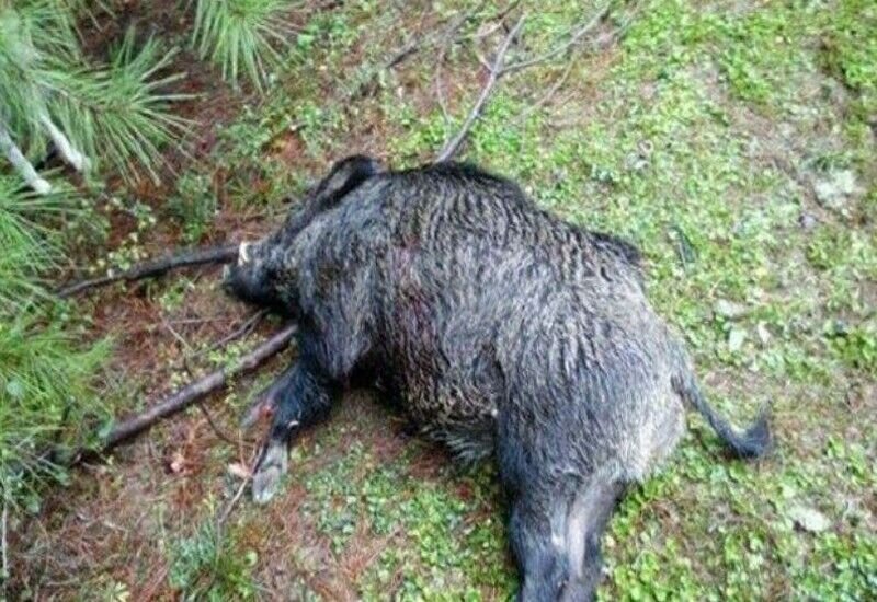 شکارچی گراز با گلوله شکارچی دیگری به خاک افتاد