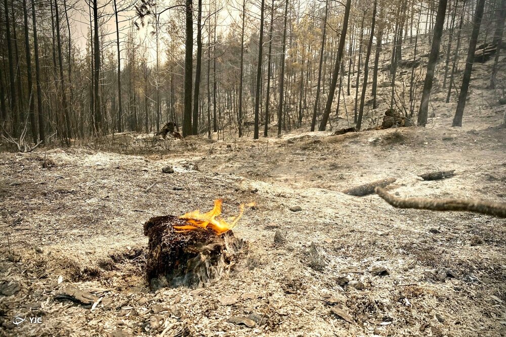 مهار آتش‌ در جنگل‌های شهرستان فیروزآباد/ ۳ نفر جان خود را از دست دادند