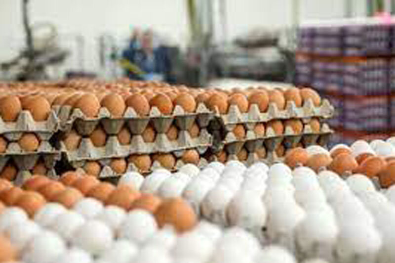 هر شانه تخم مرغ ۶۶ هزار تومان می‌شود؟