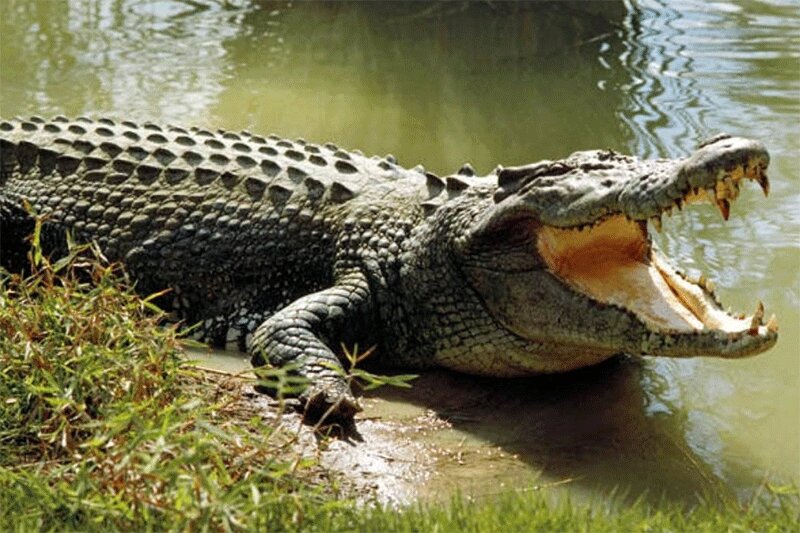 عکس | تمساح نامیرایی که جان ۳۰۰ نفر را گرفت!