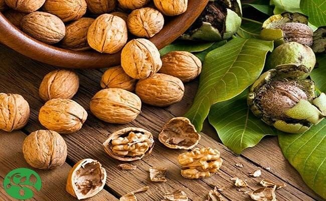 قیمت خرید نهال گردو چگونه مشخص میشود؟