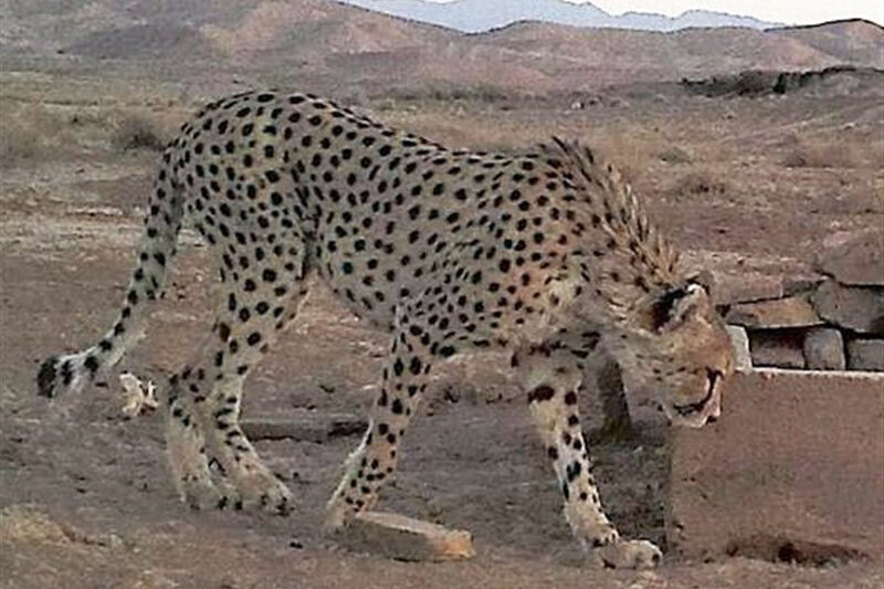 جزئیات حضور محیط‌بانان در مسیر جاده تهران به مشهد برای حفاطت از یوز مادر و توله‌اش