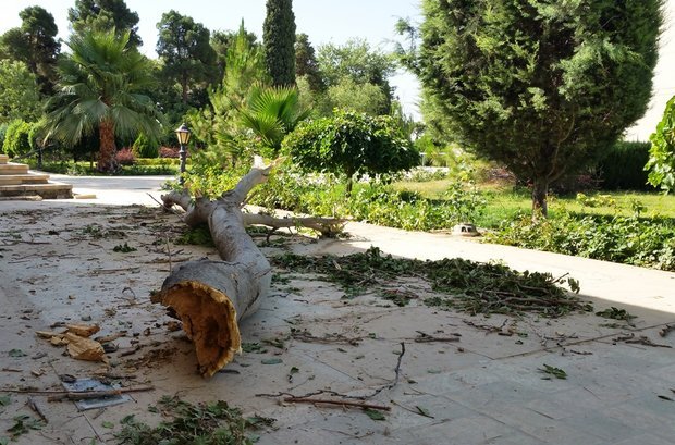 دهن کجی به روز طبیعت با قطع ۲۰۰ درخت توسط یک سازمان رسمی