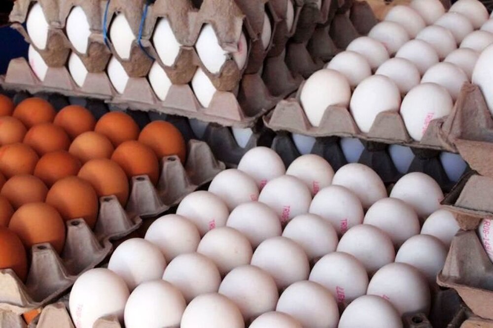ایران فقط به این کشور صادرات تخم مرغ دارد،آن هم جزئی