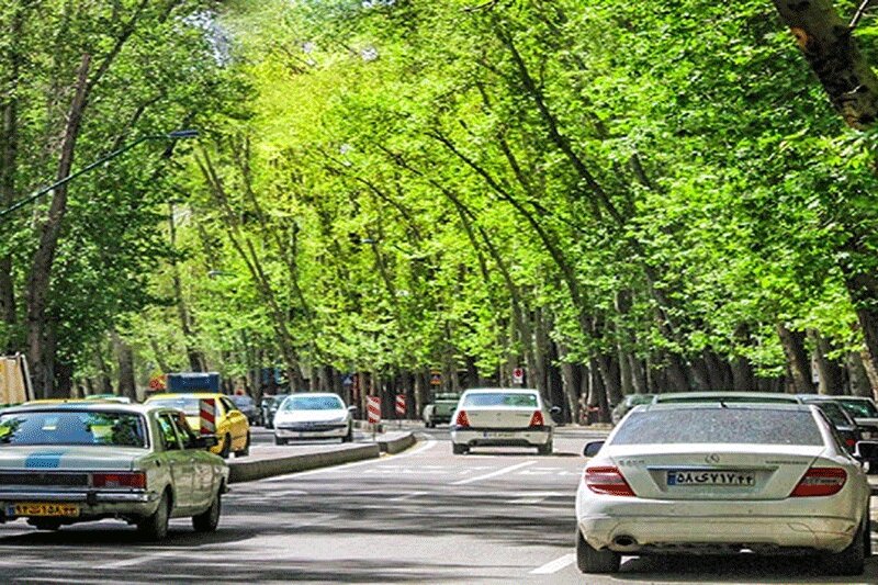 توضیحات شهردار منطقه یک تهران درباره چرایی خشک شدن درختان خیابان ولیعصر