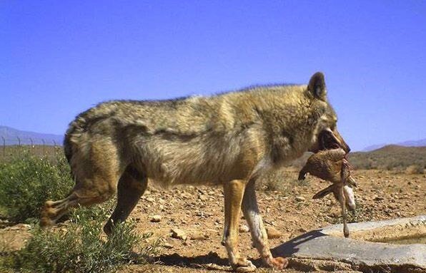 هشدار نسبت به افزایش جمعیت گرگاس‌ها در ایران