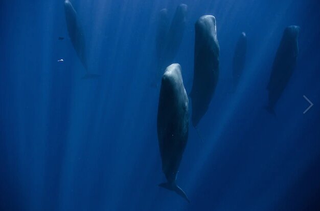 عکس | تصویر خارق العاده از ایستاده خوابیدن نهنگ ها!