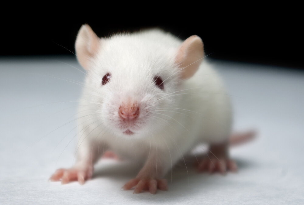 فیلم | انقلاب شگفت انگیز در علم پزشکی : این موش اعصاب مغز انسان را دارد!