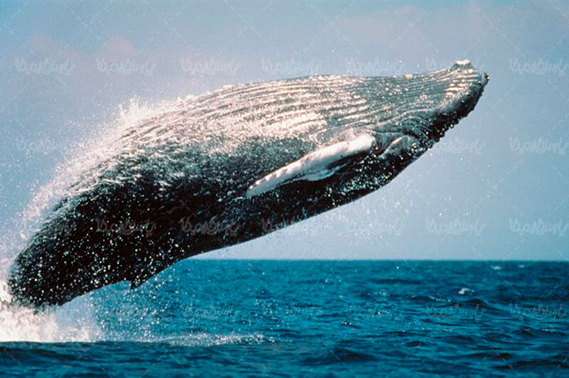 آوای نهنگ‌ها چطور ۸ هزار کیلومتر دورتر شنیده می‌شود؟