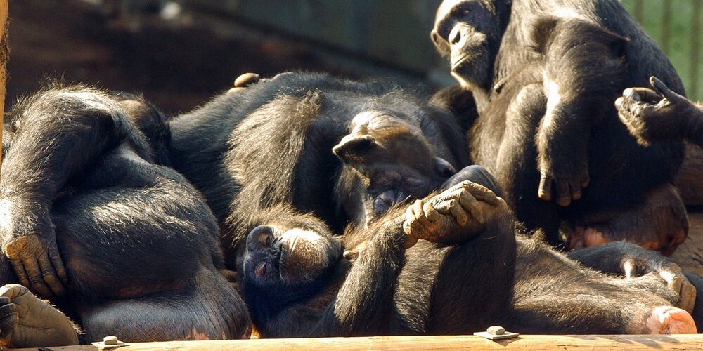 عکس | بروز رفتار عجیب این شامپانزه که تاکنون فقط در انسان‌ها دیده می‌شد!