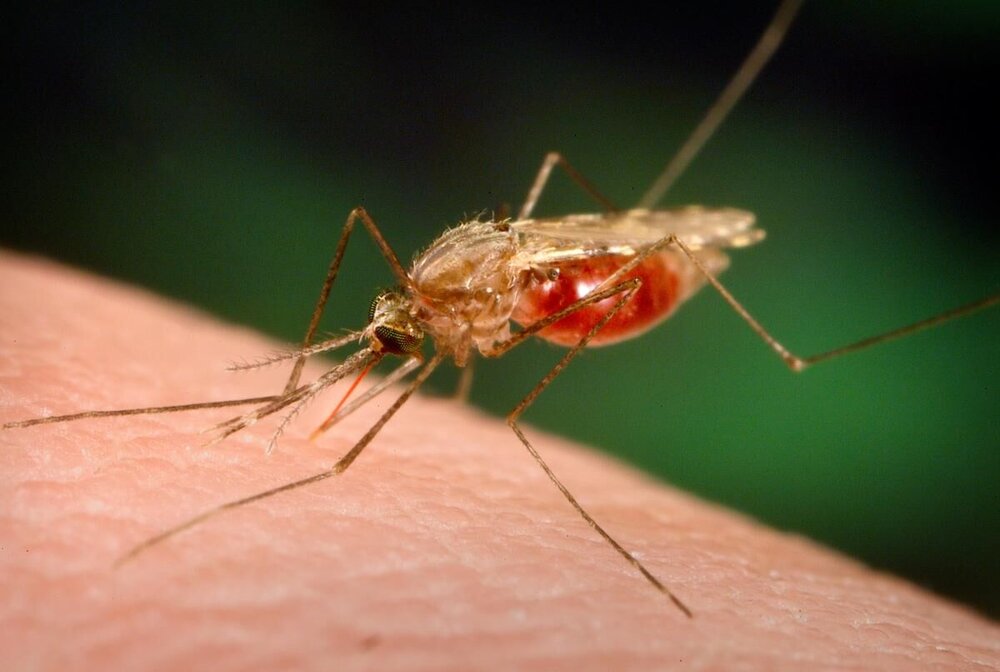 افزایش ۴ برابری بروز مالاریا در کشور در ۸ ماه گذشته/ عدم گزارش مرگ و انتقال محلی بیماری