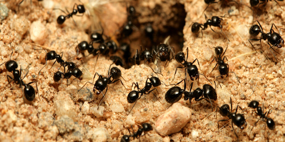 عکس | مورچه‌ها خود را در شیر غرق می‌کنند؟