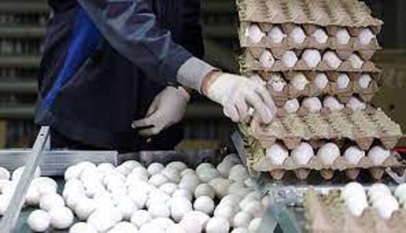 صادرات تخم مرغ نداریم