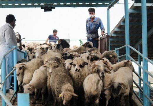 مافیای گوشت به دنبال توقف صادرات است/ چرا گوشت کیلویی ۱۲۰ هزار تومان در بازار نداریم؟