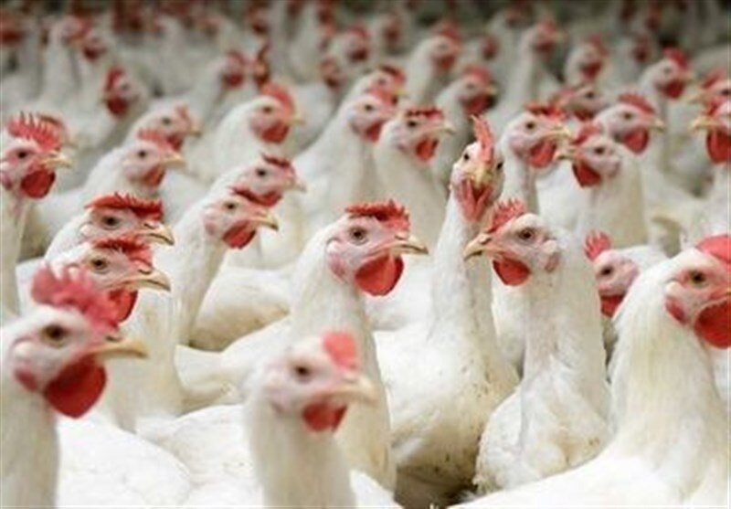 افزایش عرضه و کاهش تقاضا، دردسرساز شد / ورود دولت برای جمع‌آوری مرغ‌های مازاد بازار