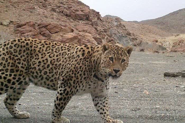 زیبایی خیره‌کننده پلنگ ایرانی ؛ این پلنگ در لارستان مشاهده شد/ عکس