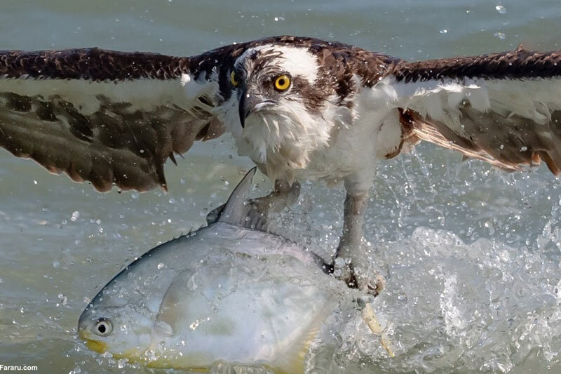ببینید | شکار یک ماهی بزرگ توسط عقابی غول‌پیکر از دل اقیانوس