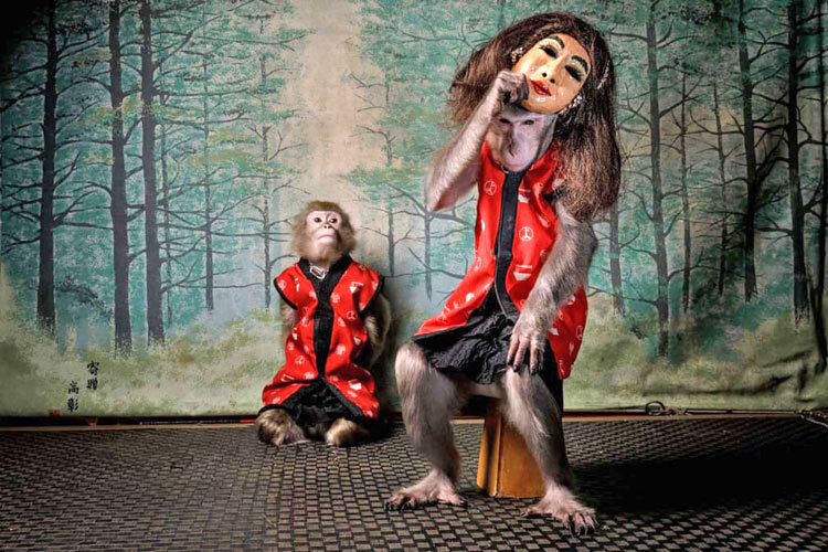 بهترین عکس‌های حیات وحش معرفی شدند/ مدال طلا برای عکس میمون ماسک‎دار