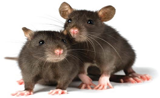 نگرانی دانشمندان از شیوع انتقال ویروسی «حیوانی» به انسان