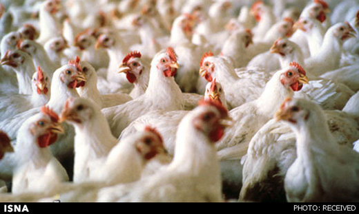 ویروس آنفلوآنزای پرندگان چگونه در مواد غذایی از بین می‌رود؟