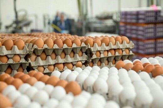 قیمت هر کیلو تخم مرغ درب مرغداری چقدر است؟